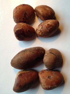 Camalonga (Thevieta peruviana) seeds. Photo: F. Sammarco