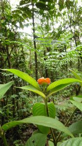 "Labio de novia" plant. Photo: F. Sammarco