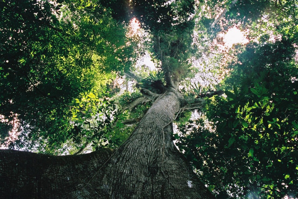 The white Lupuna teacher tree in the Amazon rainforest. Photo © El Mundo Magico 2000-2016