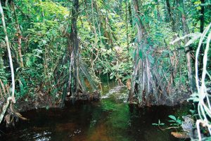Casha pona palm trees on the edges of a jungle stream crossing the beautiful pristine rainforest reserve of Pumasacha - Photo: F. Sammarco