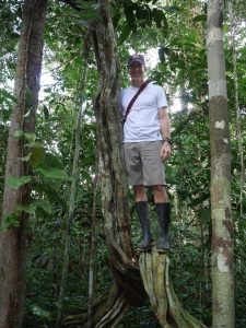 An extremely rare giant specimen of Black ayahuasca (Soliman ayahuasca, or ayahuasca negra), the most powerful variety of ayahuasca known, possibly 100 years old, growing wild in the jungle near Iquitos. Photo: C. Hoyos