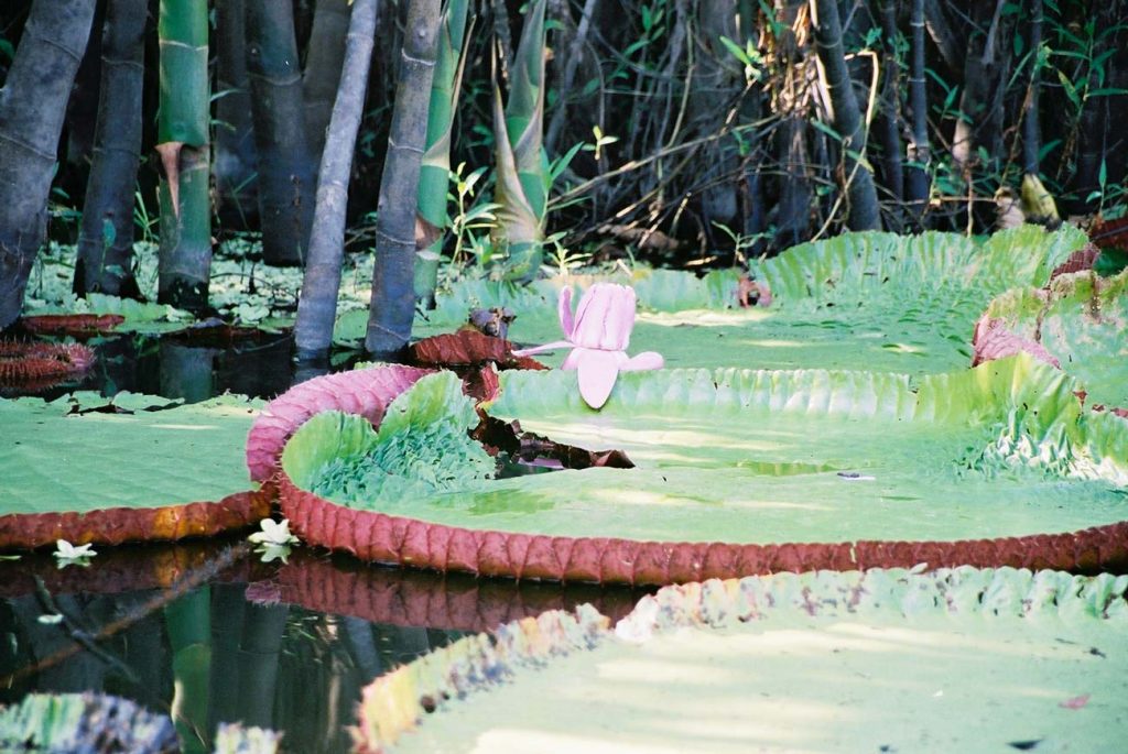Amazonian giant water-lilies. Photo © El Mundo Magico