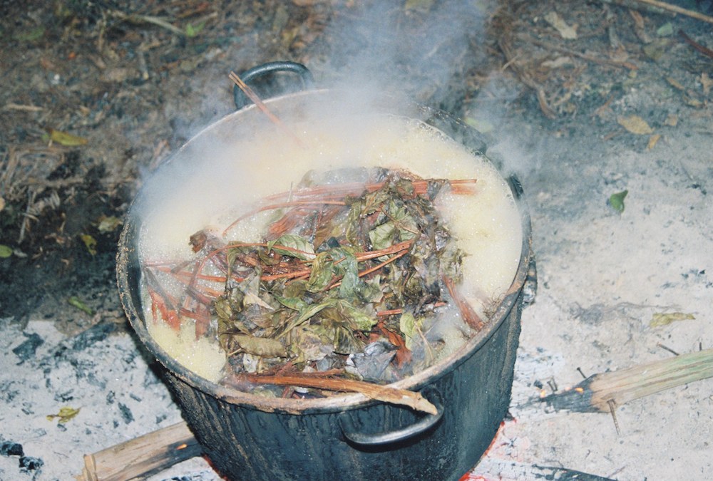 Ayahuasca medicine brewing. Photo: F. Sammarco