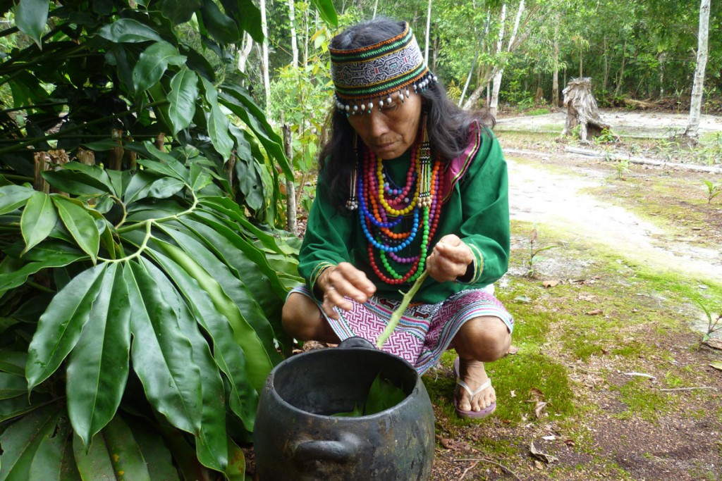Shipibo Maestra Maria gathering teacher plants for the ritual baths. Photo: M. Mori.