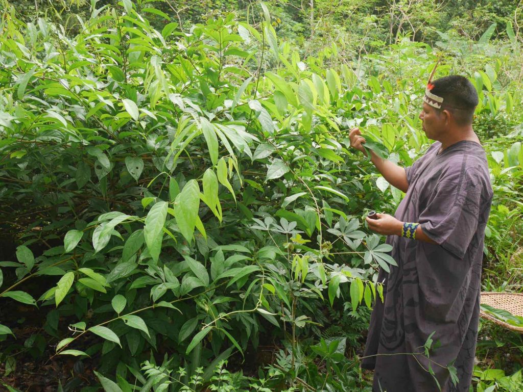 Master palero shaman Don Armando harvesting Chaliponga (Dyplopteris cabrerana) in the jungle, in preparation of the Ayahuasca brew