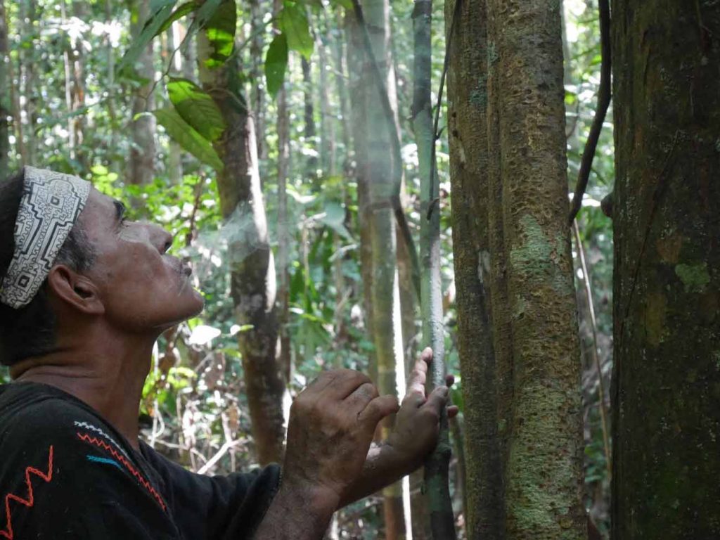Master shaman Don Guido (palero and ayahuasquero) offering Mapacho to Huarmi Renaco, the "vine of love" in the jungle of our centre, in the Peruvian Amazon.