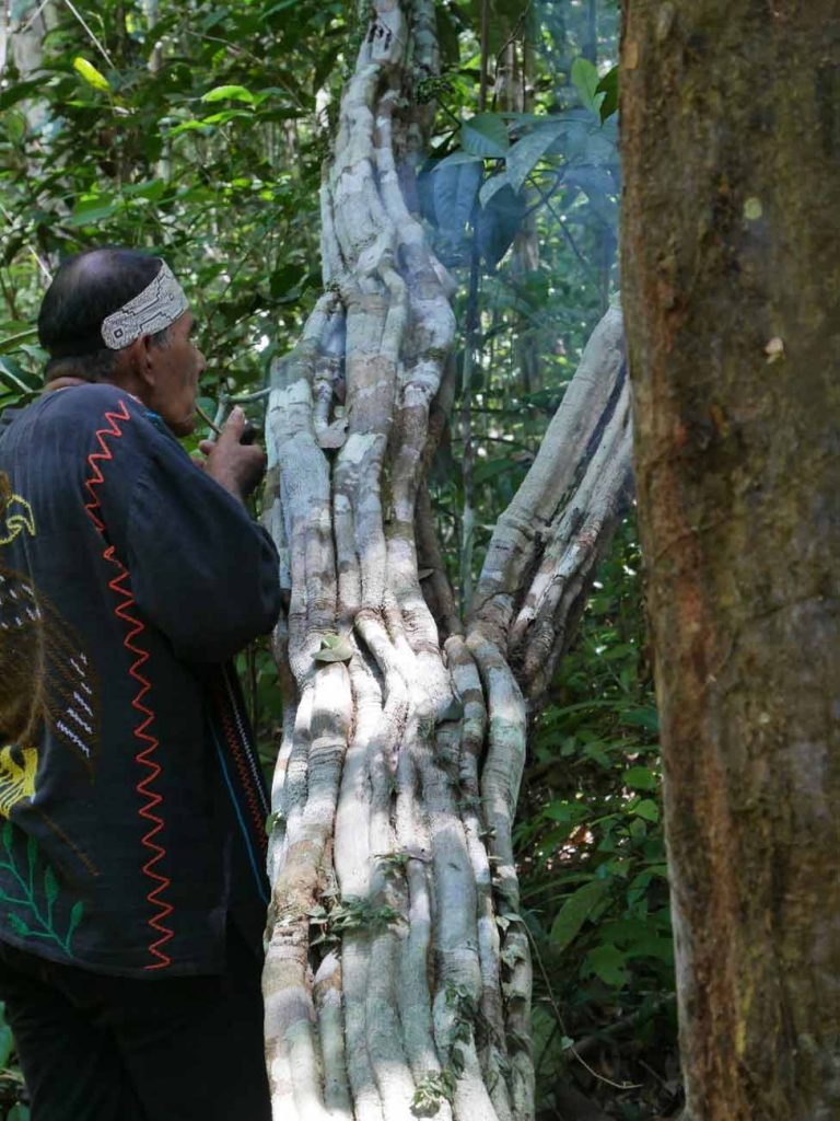 Ritually offering Mapacho smoke to the giant black ayahuasca vine in the jungle around the centre. Phot: C. Hoyos
