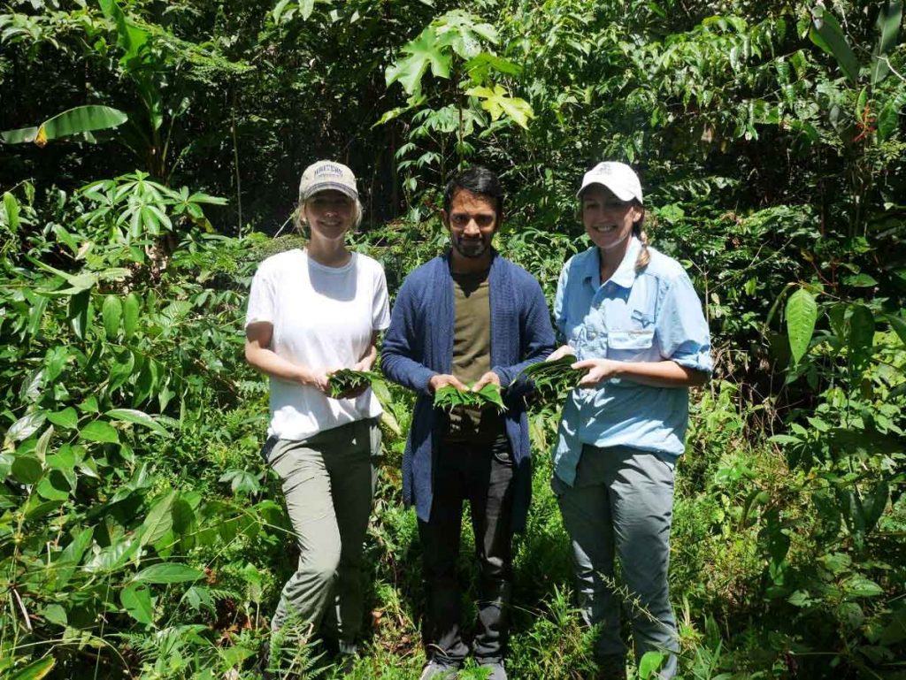 Harvesting Chagropanga in the rainforest!
