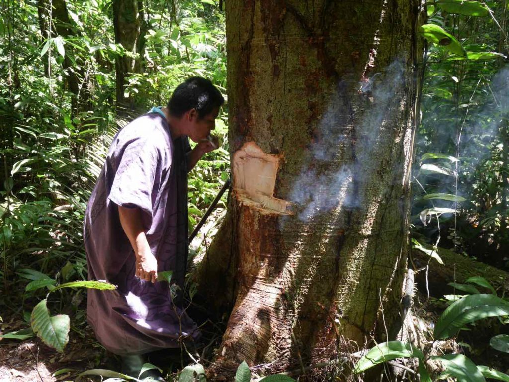 Don Armando harvesting master trees bark in the jungle