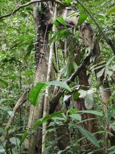 The Pampa renaco (Ficus sp.) master tree.
