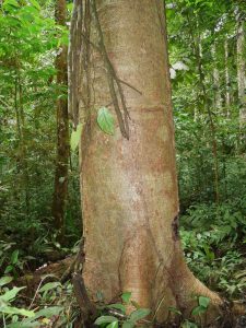 The Puca Lupuna master tree