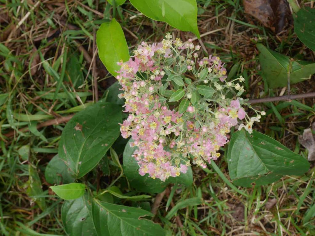 Flowering Lucero ayahuasca vine, in the jungle.