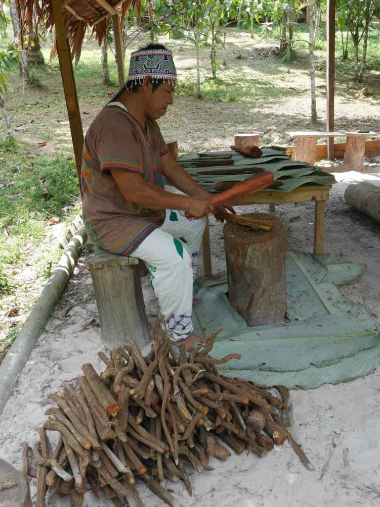 Master shaman Don Armando pounding Cielo ayahuasca vine cuts in the jungle.