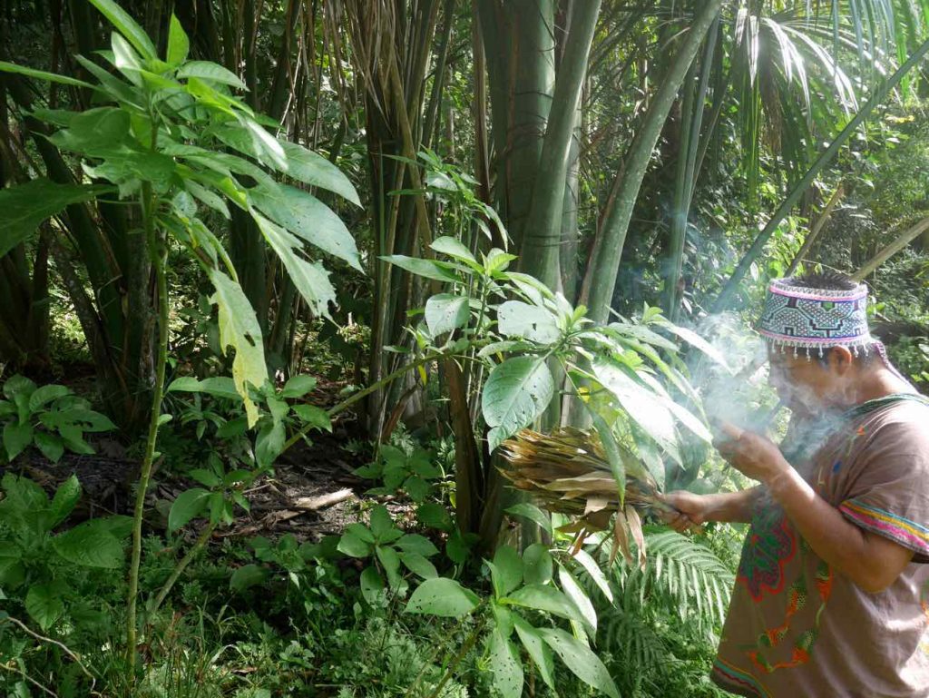 Don Armando harvesting Toé (Brugmansia spe.) in the Amazon jungle.