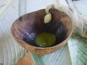 The freshly squeezed Toè (Brugmansia suaveolens) juice, ready to be drank in ceremony at night.