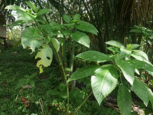 The magical Toé plant (Brugmansia suaveolens)