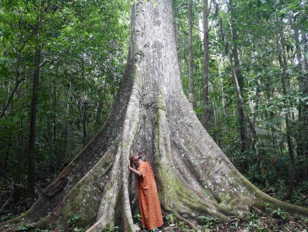 Don Guido meditating in front of a Lupuna blanca master tree, in the Peruvian Amazon rainforest.