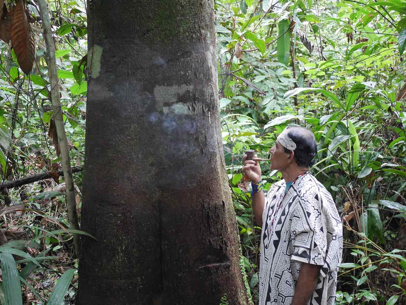 Don Guido ritually offering jungle Tobacco smoke to the Palisangre master tree, in the Amazon rainforest surrounding our centre, near Iquitos.