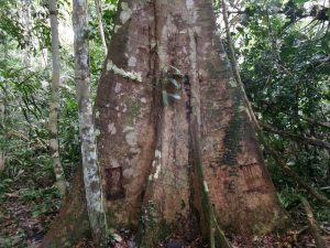 Cuna Lupa caspi (Unidentified) master tree.